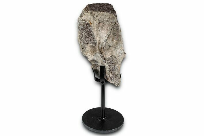 Fossil Sauropod Vertebra Section with Metal Stand - Colorado #350615